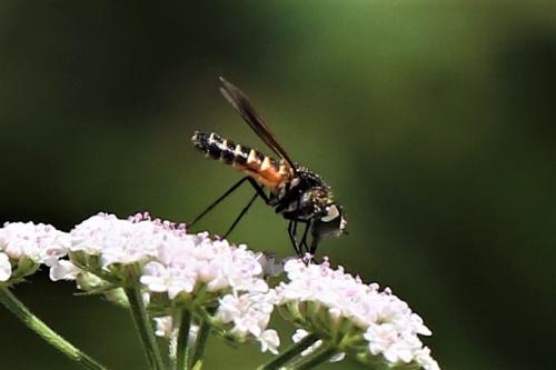 Lomatia lateralis